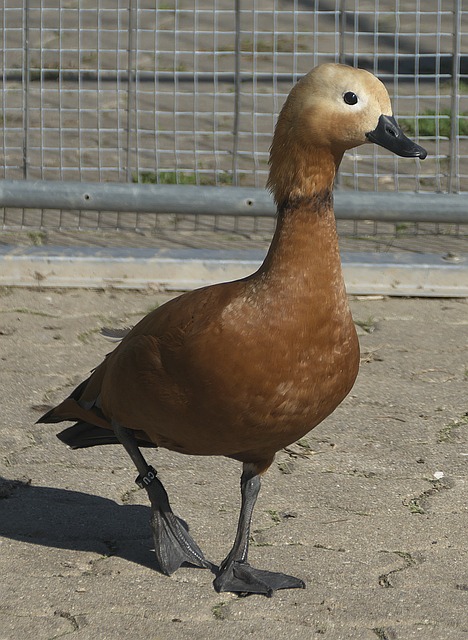 乌克兰希望